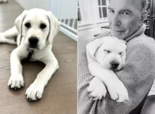 Why Kevin Costner Says He’s Just Like His 7-Month-Old Puppy Bobby (Exclusive)