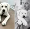 Why Kevin Costner Says He’s Just Like His 7-Month-Old Puppy Bobby (Exclusive)